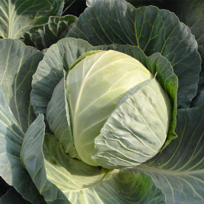 ПАССАТ F1 капуста белокочанная Бейо