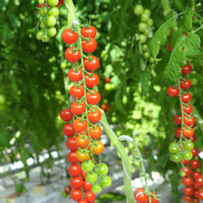 САНТЬЯГО F1 томат Гавриш