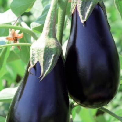 МИРВАЛ F1 баклажан Вильморин