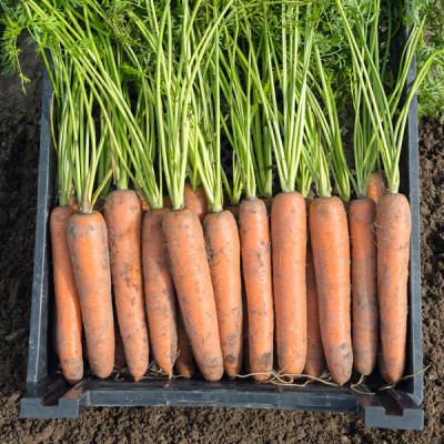 БЕРМУДА F1 морковь Бейо (1.8-2.0)