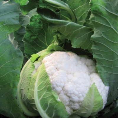 САБОРД F1 капуста цветная Вильморин