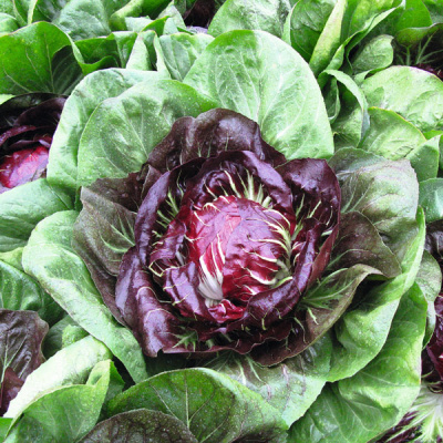 РОССИНИ F1 цикорий Бейо