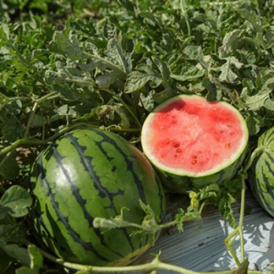 ТИГРИНЬО F1 арбуз Райк Цваан, PR, 1000 шт