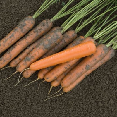 ЭКСЕЛЬСО F1 морковь Вильморин (фр.2, 0-2, 2 мм)