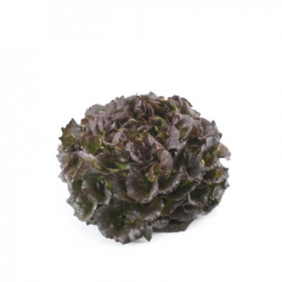 БОБАЛ F1 салат батавия Райк Цваан, 1 тыс.драже