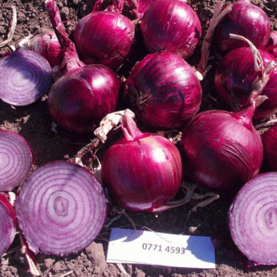 ЕХ 077 F1 лук Семинис