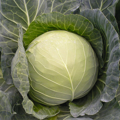 ГАЗЕЛЬ F1 капуста белокочанная Бейо