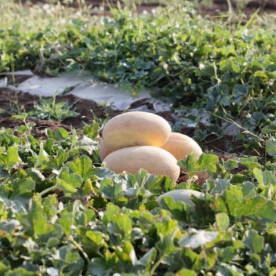 ЭЛЬДОРАДО F1 дыня Гавриш