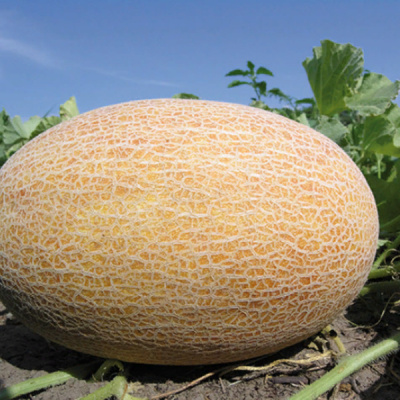 БИЗАН F1 дыня Энза Заден