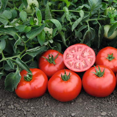 ТОМСК F1 томат Бейо