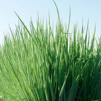 ГУЛЬДЕН F1 лук на зелень Гавриш (100 г)