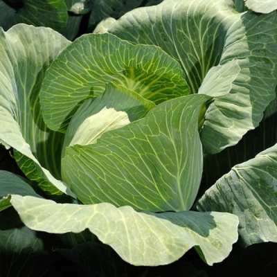 НОВАТОР F1 капуста белокочанная Сингента