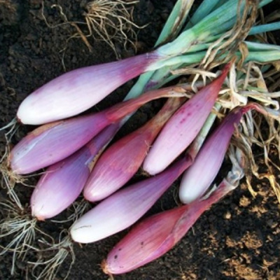 СТИЛЯГА F1 лук Гавриш