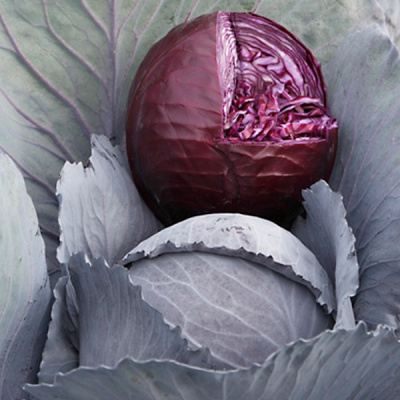 РЕМАЛА F1 капуста краснокочанная Сингента