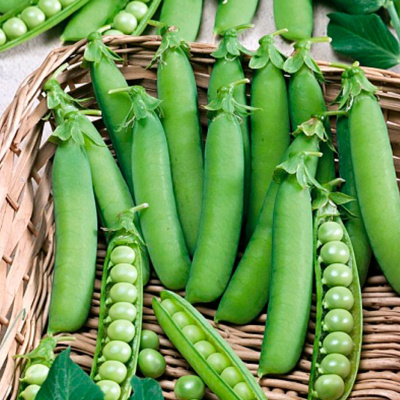 ДОНАНА F1 горох Нюнемс