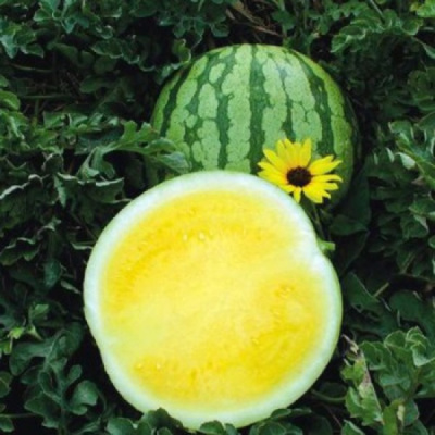 ЕЛОУ БАТТЕРКАП F1 арбуз Саката