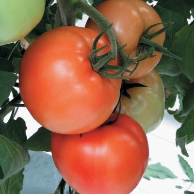 ИЗАБЕЛЬ F1 томат Гавриш