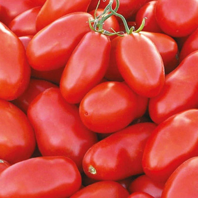 ТЕЙЛОР F1 томат Нюнемс (1000 шт)