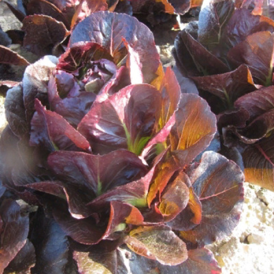 БАТЛСТАР F1 салат романо Энза Заден