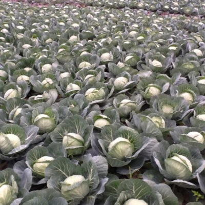 ЛЕММА F1 капуста белокочанная Райк Цваан, GD, 2500 шт