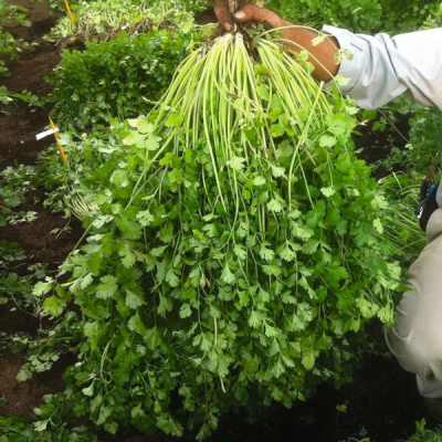 КОММАНДЕР F1 кориандр Бейо