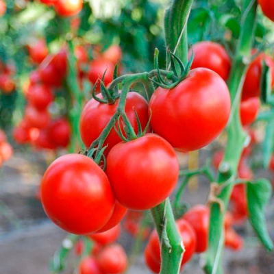 МАКАРЕНА F1 томат Сингента