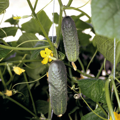 АТЛАНТИС F1 огурец Бейо (1000)