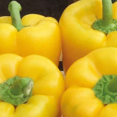 ДИКАПРИО F1 перец Энза Заден