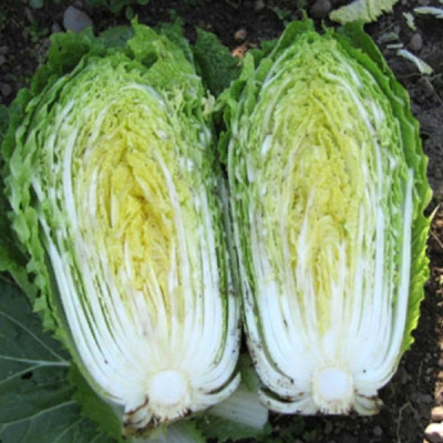 ЮКИ F1 капуста пекинская Саката