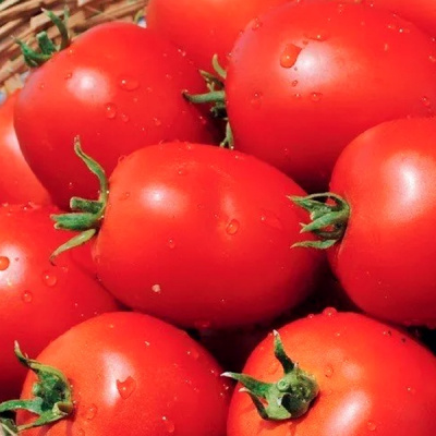 НАМИБ F1 томат Сингента