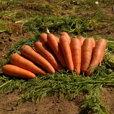ПРОМИНАНС F1 морковь Энза Заден (2.0-2.2)