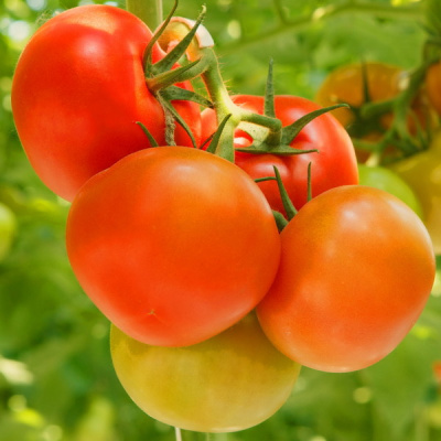 РЕД БУЛЛ F1 томат Гриномика