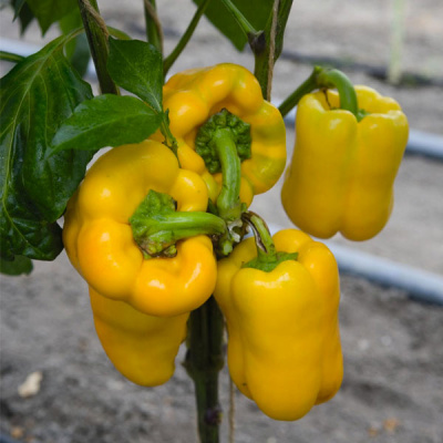 ТУРБИН F1 перец Бейо