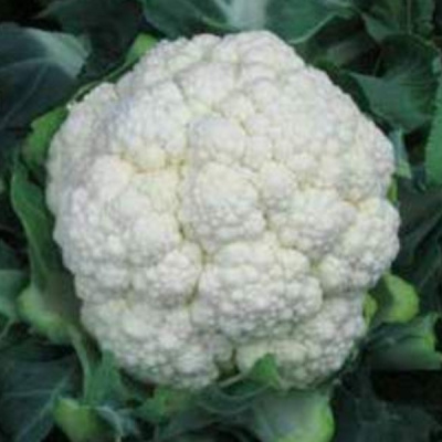 СЕУЛ F1 капуста цветная Хазера