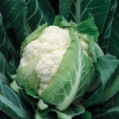 БРЮС F1 капуста цветная Сингента