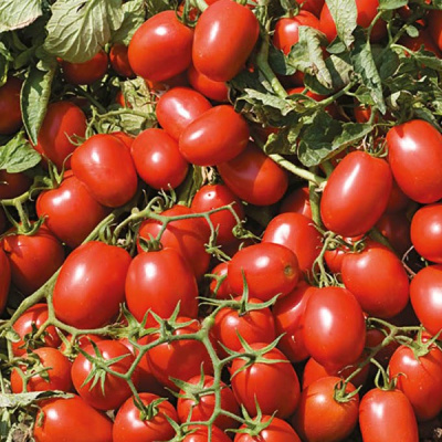 АДВАНС F1 томат Нюнемс (1000 шт)