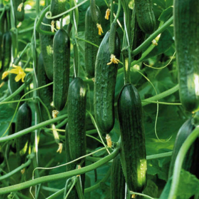 ТРИСТАН F1 огурец Энза Заден