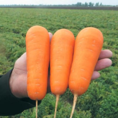 БОЛИВАР F1 морковь Вильморин (фр.1, 6-1, 8 мм) 250 т шт