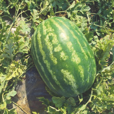 КОЛЬТ F1 арбуз Энза Заден