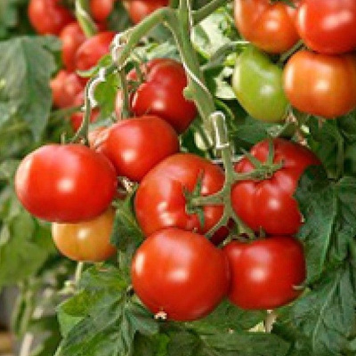 КОРВИНУС F1 томат Семинис