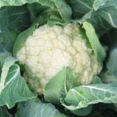 БАРСЕЛОНА F1 капуста цветная Хазера