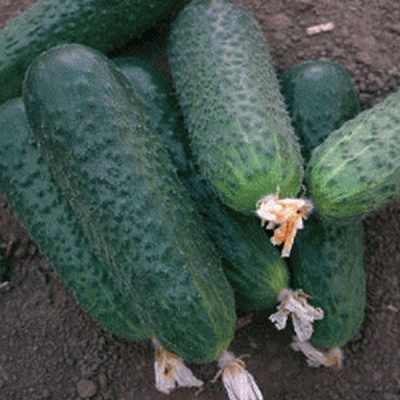 БЕТТИНА F1 огурец Нюнемс (500 шт)