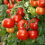 КОРВИНУС F1 томат Семинис