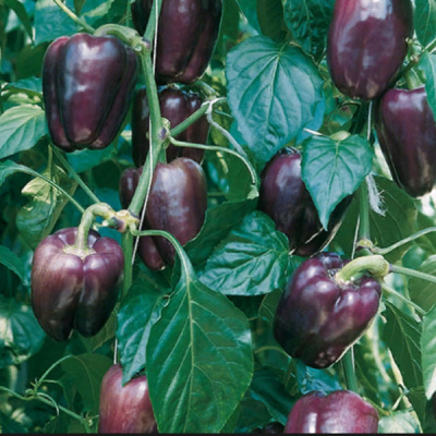 ТЕКИЛА F1 перец Энза Заден