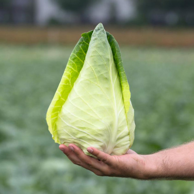 КАРАФЛЕКС F1 капуста белокочанная Бейо