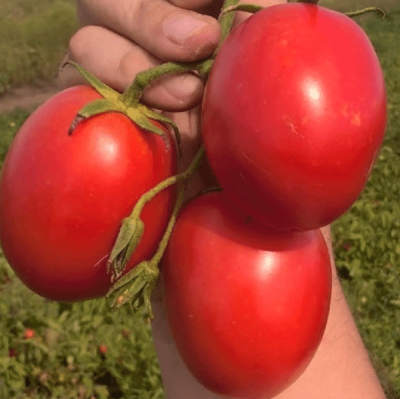 ФРЕГАТТА F1 томат Энза Заден, 1000 шт