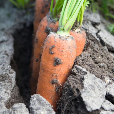 НАВАЛ F1 морковь Бейо (2.4-2.6)