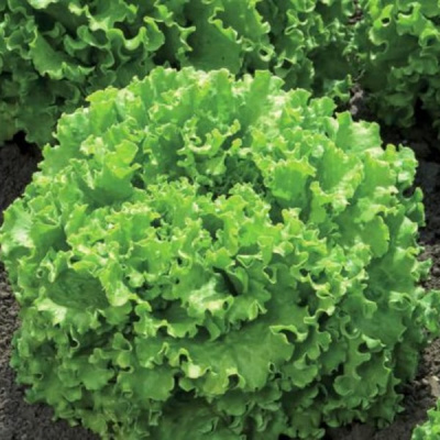 ЭСКИЗ F1 салат Вильморин (25 000 др.)