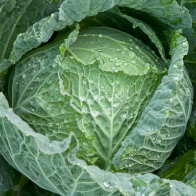 МОРАМА F1 капуста савойская Райк Цваан, NS, 1000 шт