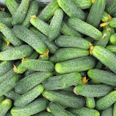 АЯКС F1 огурец Нюнемс